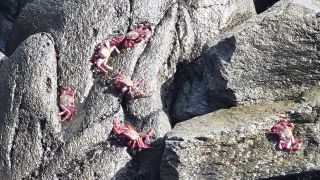 2024-01-Paseo_Costa_Canaria-San_Agustin-Ingles-091.jpg